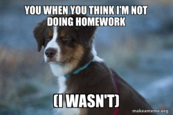 Unsure Dog