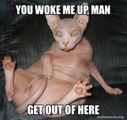 Hairless Cat