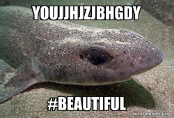Dirty Joke Dogfish