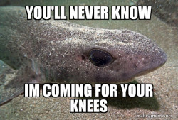 Dirty Joke Dogfish