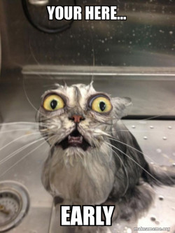 Cat bath