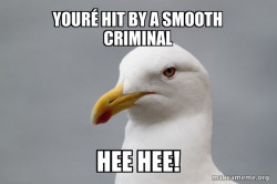 Stuff That Didn't Happen Seagull