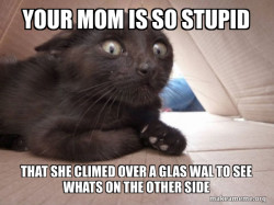 Schitzo Cat