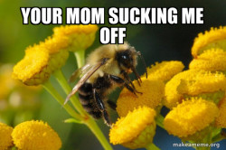 Good Guy Bee