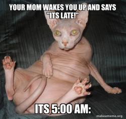 Hairless Cat