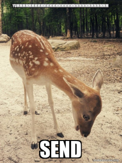 O M G Deer