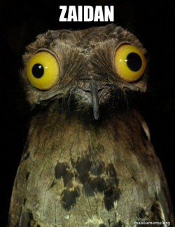 Weird Stuff I do Potoo