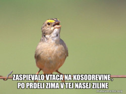 Common Opinion Sparrow