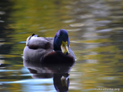Zen Advice Mallard