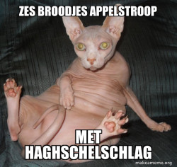 Hairless Cat