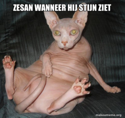 Hairless Cat