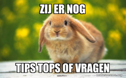 Regretful Rabbit