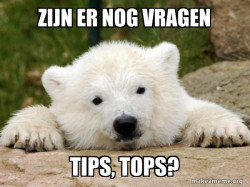 Popular Opinion Bear