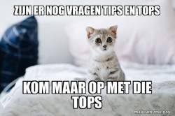 Cute Kitten