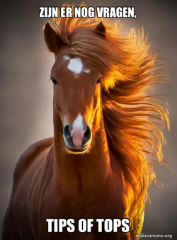 Ridiculously photogenic horse