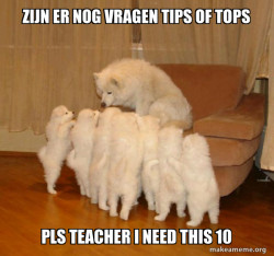 Storytelling Dog