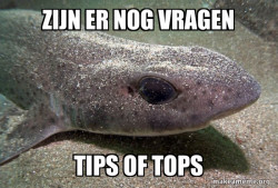 Dirty Joke Dogfish