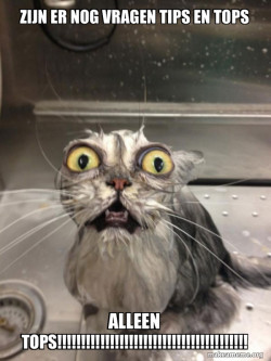 Cat bath