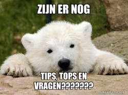 Popular Opinion Bear