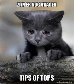 Confession Cat