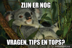 Laid Back Koala