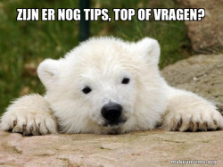 Popular Opinion Bear
