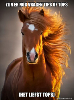 Ridiculously photogenic horse