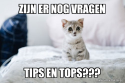 Cute Kitten