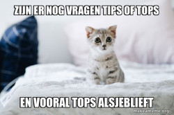 Cute Kitten