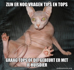 Hairless Cat