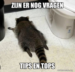 Drunk Raccoon
