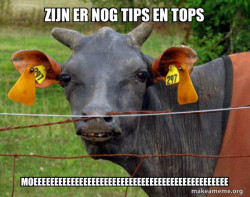 Hairless Cow
