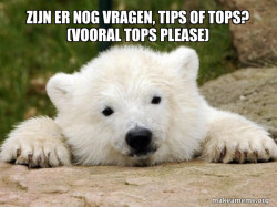 Popular Opinion Bear