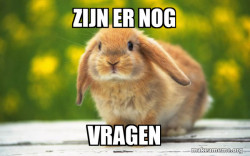 Regretful Rabbit