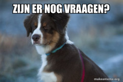 Unsure Dog