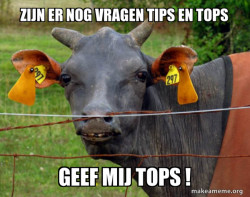 Hairless Cow