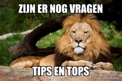 Contemplative Lion