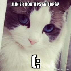 Ridiculously Photogenic Cat