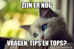 First World Cat Problems