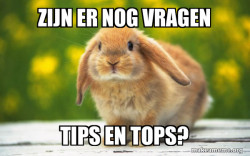Regretful Rabbit