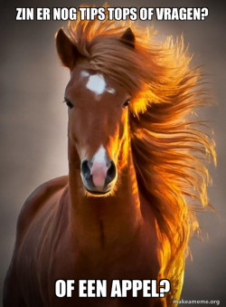 Ridiculously photogenic horse