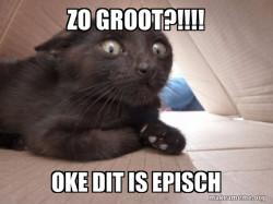 Schitzo Cat