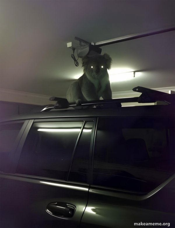 Drop Bear meme