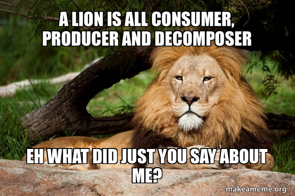 Contemplative Lion meme