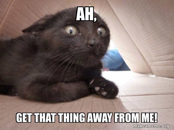 Schitzo Cat meme