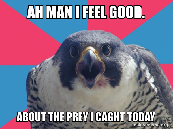 Ah Man I Feel Good About The Prey I Caght Today Millennial Falcon Make A Meme