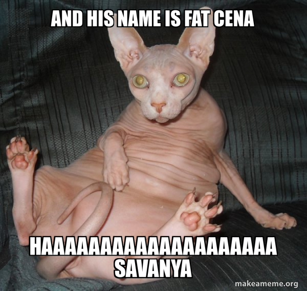 Hairless Cat meme