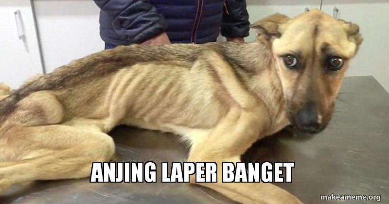 Anjing Laper Banget Make A Meme