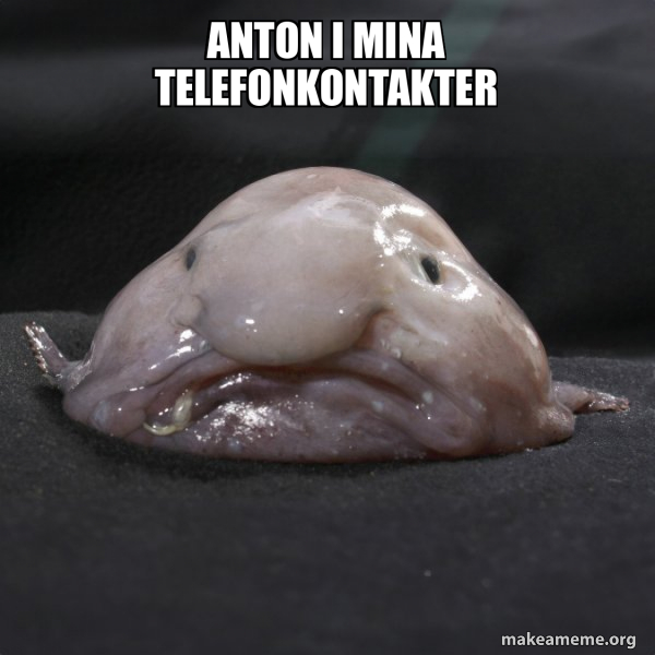 Anton i mina telefonkontakter - Blobfish Meme Generator