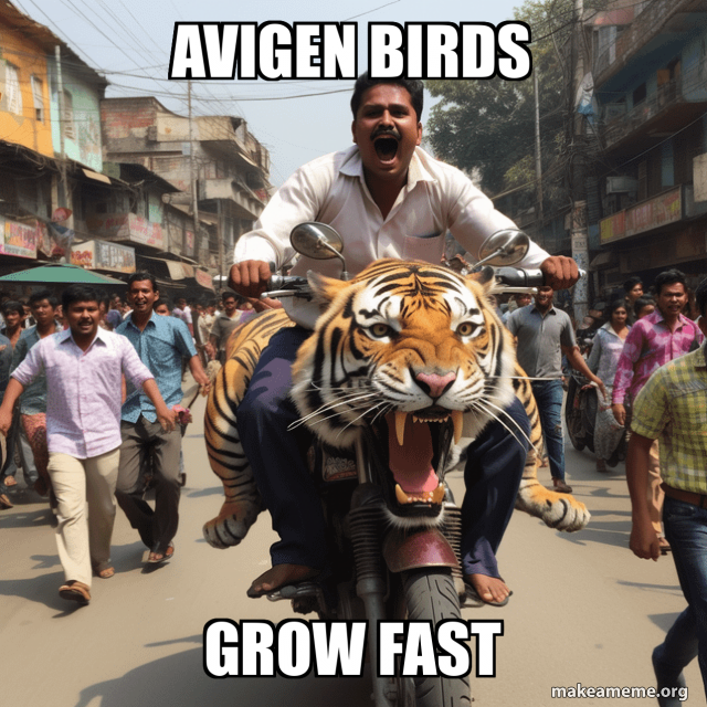 Avigen birds Grow fast Meme Generator